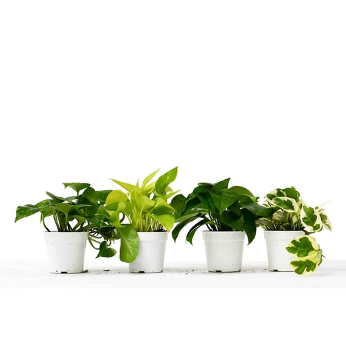 4 Pack of Different Pothos Plants in 4" Pots | House Plant
