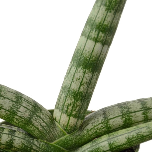 Snake Plant Starfish | Air-Purifying Cylindrical Sansevieria | House Plant