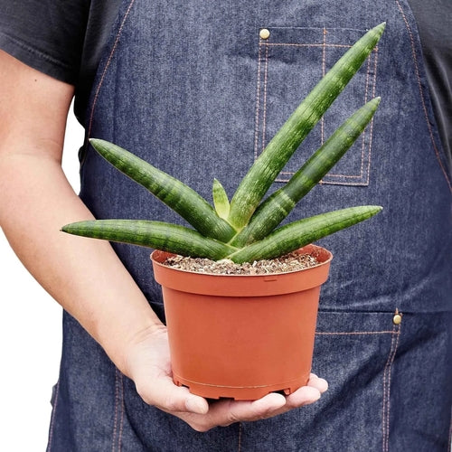 Snake Plant Starfish | Air-Purifying Cylindrical Sansevieria | House Plant