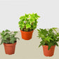 3 Pack of Different English Ivy Plants - 4" Pot | House Plant