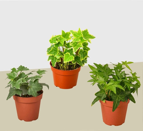 3 Pack of Different English Ivy Plants - 4" Pot | House Plant