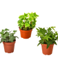 3 Pack of Different English Ivy Plants - 4" Pot | House Plant