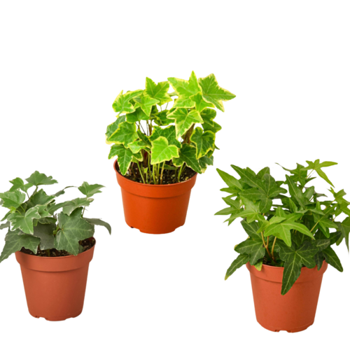 3 Pack of Different English Ivy Plants - 4" Pot | House Plant