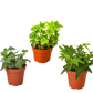 3 Pack of Different English Ivy Plants - 4" Pot | House Plant