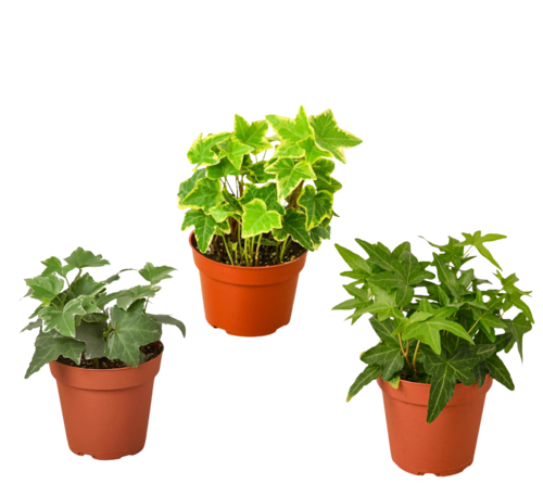 3 Pack of Different English Ivy Plants - 4" Pot | House Plant