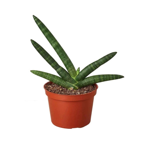 Snake Plant Starfish | Air-Purifying Cylindrical Sansevieria | House Plant