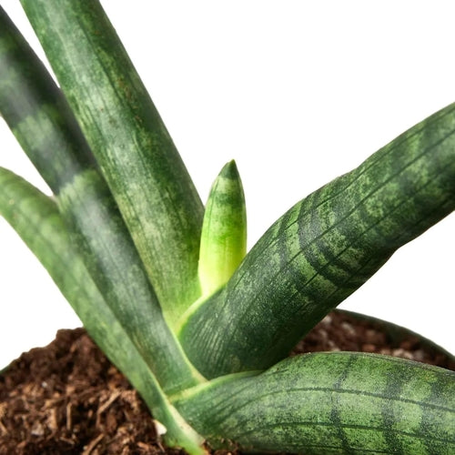 Snake Plant Starfish | Air-Purifying Cylindrical Sansevieria | House Plant