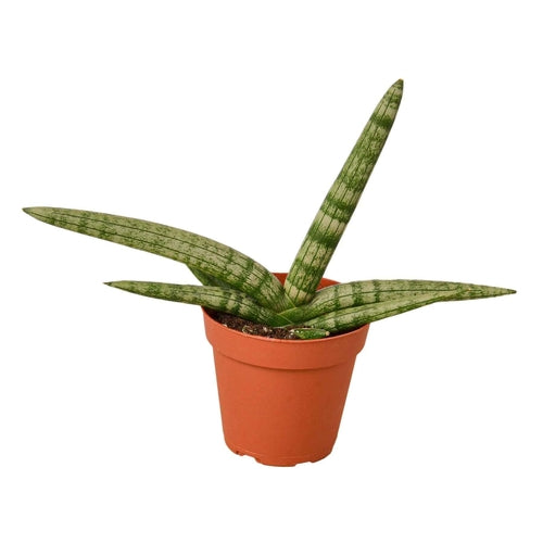 Snake Plant Starfish | Air-Purifying Cylindrical Sansevieria | House Plant